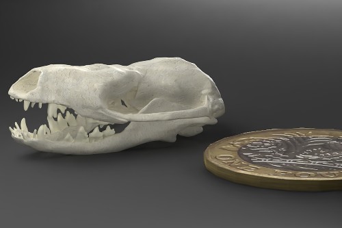 Digital skull model of the small-sized Jurassic mammal ancestor Hadrocodium wui.
